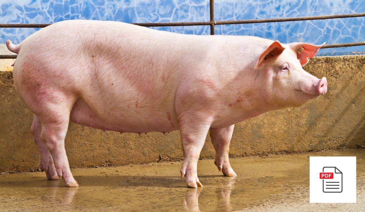 Fruchtbarkeitsstörungen beim Schwein – Schweine Homöopathie Anleitung