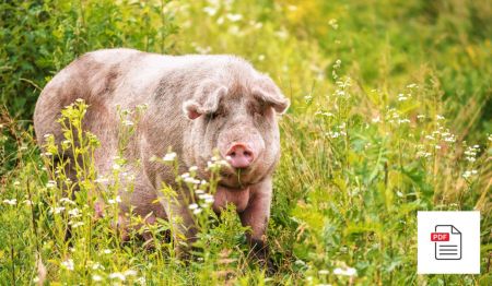 Erkrankungen der Haut beim Schwein – Schweine Homöopathie Anleitung