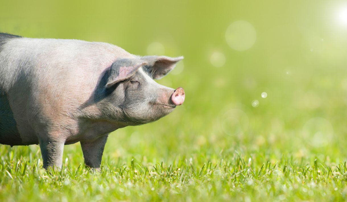 Was ist Schweine Homöopathie?