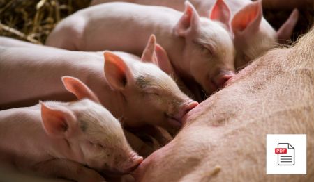 Mastitis-Metritis-Agalaktie (MMA) Komplex beim Schwein – Schweine Homöopathie Anleitung