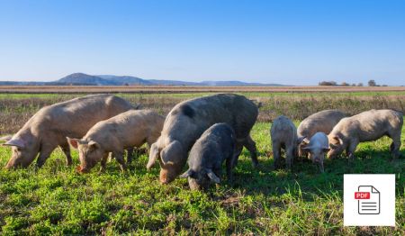 Schwein Gesamtpaket - Schweine Homöopathie Anleitung