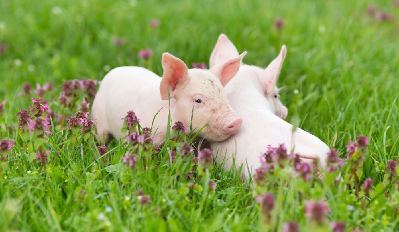 Homöopathie in der Schweinezucht: Ein Weg zu nachhaltigerer und gesünderer Tierhaltung