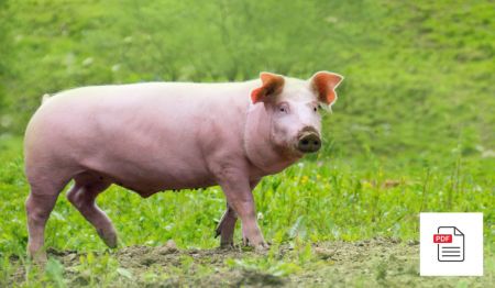 Harnwegserkrankungen beim Schwein – Schweine Homöopathie Anleitung