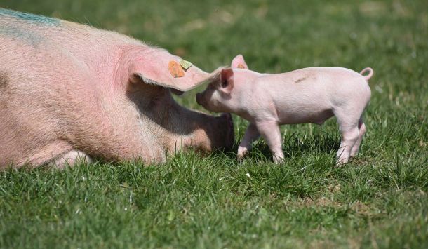 Erkrankungen des Bewegungsapparates bei Schweinen: Ursachen, Symptome, Prävention und Behandlungsmöglichkeiten