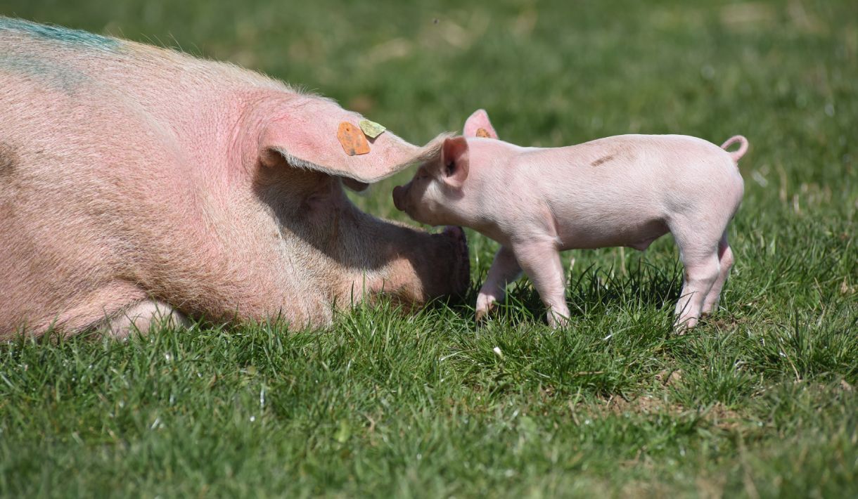 Erkrankungen des Bewegungsapparates bei Schweinen: Ursachen, Symptome, Prävention und Behandlungsmöglichkeiten