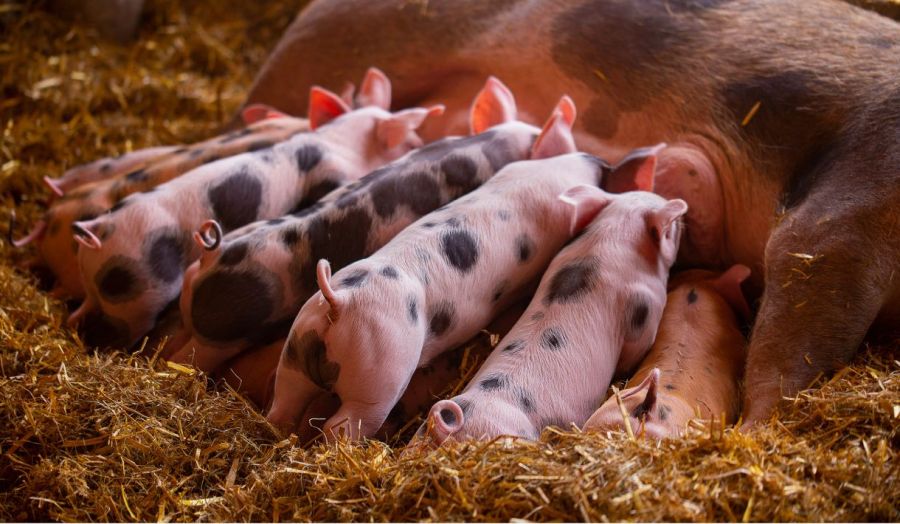 Der MMA-Komplex bei Schweinen: Ursachen, Symptome, Prävention und Behandlungsmöglichkeiten