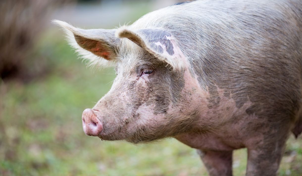 Atemwegserkrankungen bei Schweinen: Ursachen, Symptome, Prävention und Behandlungsmöglichkeiten