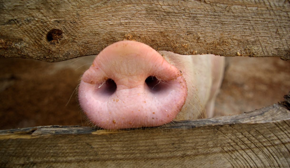 Konstitutionstypen bei Schweinen