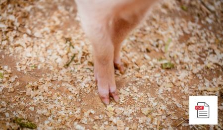 Erkrankungen des Bewegungsapparates beim Schwein - Schweine Homöopathie Anleitung