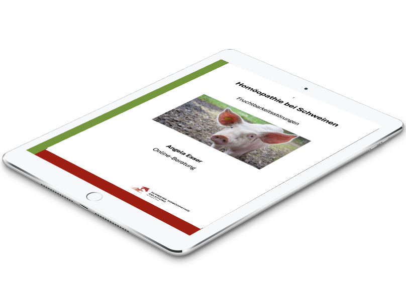 Tablet mit Schweine Homöopathie Anleitungen als PDF