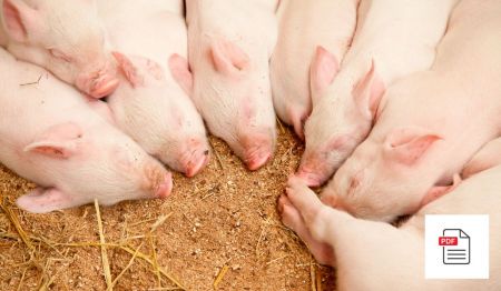 Störungen rund um die Geburt beim Schwein – Schweine Homöopathie Anleitung