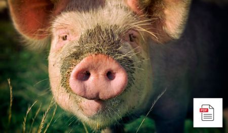 Atemwegserkrankungen beim Schwein - Schweine Homöopathie Anleitung