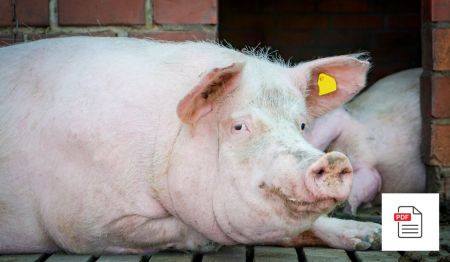 Erkrankungen des Herz-Kreislaufsystems beim Schwein – Schweine Homöopathie Anleitung