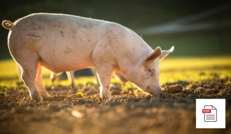 Magen-Darm-Erkrankungen beim Schwein – Schweine Homöopathie Anleitung