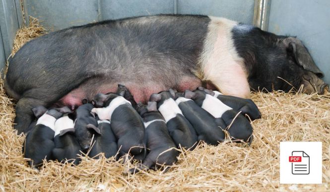 Sau Geburt Paket - Schweine Homöopathie Anleitung