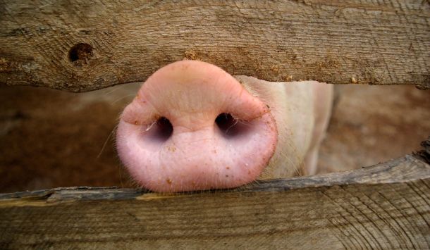 Konstitutionstypen bei Schweinen