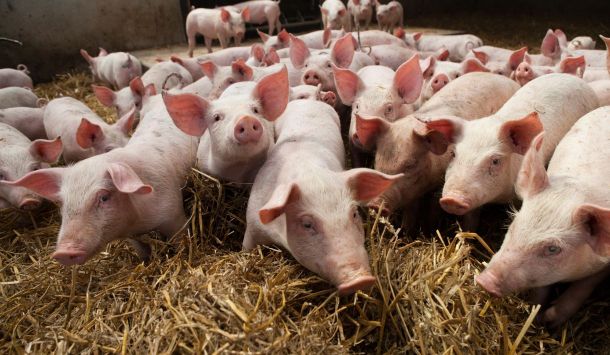 Hautkrankheiten bei Schweinen: Ursachen, Symptome, Prävention und Behandlungsmöglichkeiten